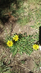 Gazania linearis