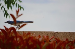 Aphelocoma californica