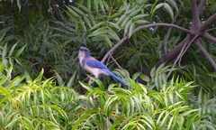 Aphelocoma californica