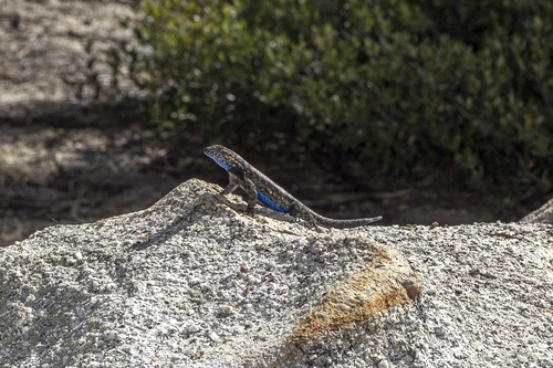 iNaturalist observation photo of Western Fence Lizard