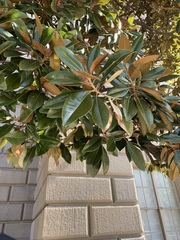 Magnolia grandiflora