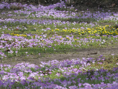 Crocus tommasinianus