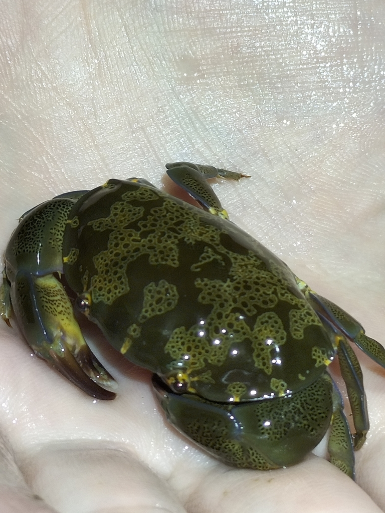 Floral Egg Crab