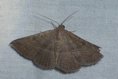 Episemasia