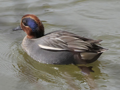 Anas crecca