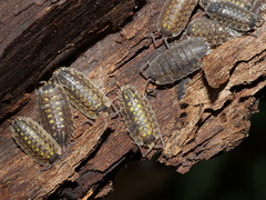 Porcellio spinicornis