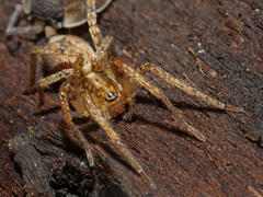 Anyphaena accentuata