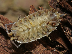 Porcellio spinicornis