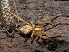 Anyphaena accentuata