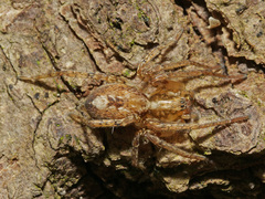 Anyphaena accentuata