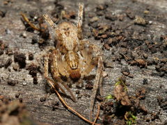 Anyphaena accentuata