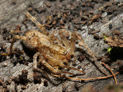 Anyphaena accentuata