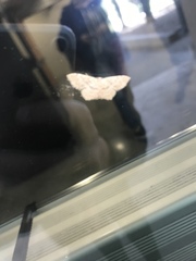 Scopula umbilicata