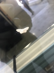 Scopula umbilicata