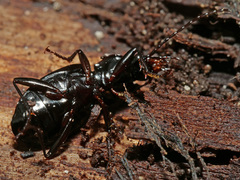 Limodromus assimilis