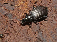 Limodromus assimilis