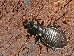 Limodromus assimilis