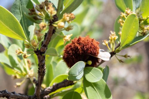 Myrciariamyia admirabilis