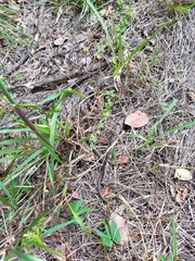 Cubophis vudii