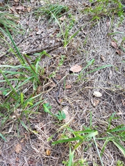 Cubophis vudii