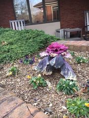 Brassica oleracea acephala