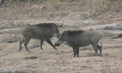 Sus scrofa cristatus