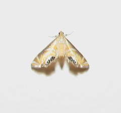Argyractis