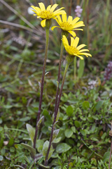 Tephroseris frigida