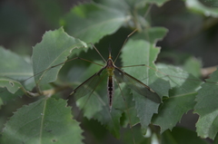 Leptotarsus albistigma
