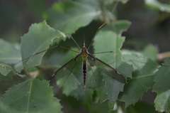 Leptotarsus albistigma