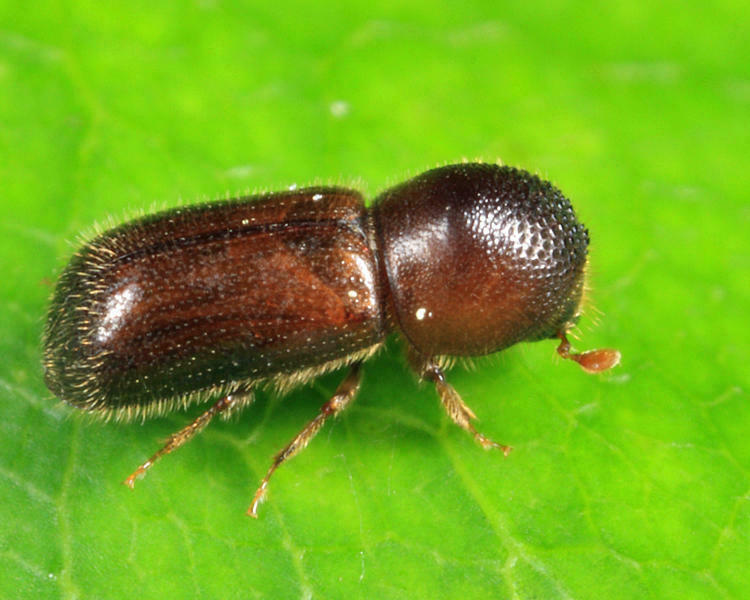 Polished Bark Beetle