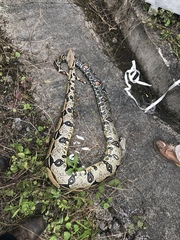 Boa constrictor constrictor