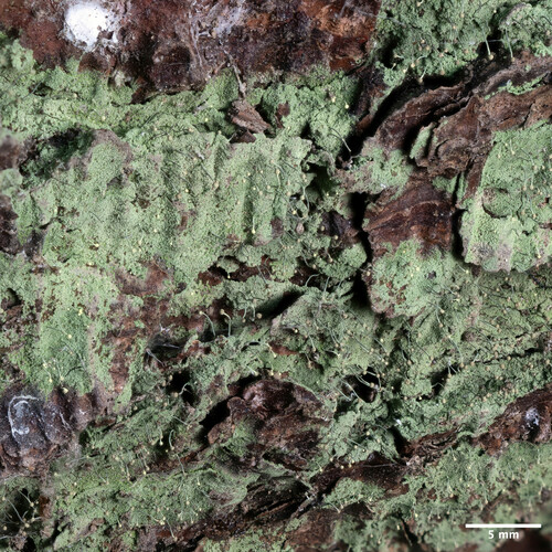 stopkovnica otrubová (Chaenotheca furfuracea)