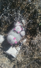 Mammillaria haageana haageana