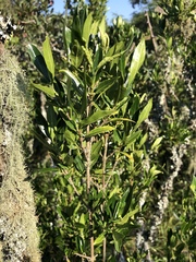 Tricalysia capensis transvaalensis