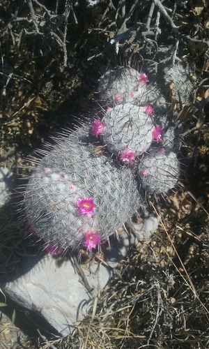 Mammillaria haageana