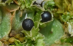 Fossombroniaceae