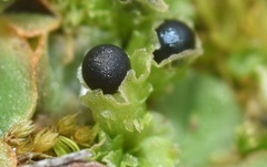 Fossombroniaceae