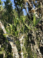 Tricalysia capensis transvaalensis