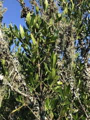 Tricalysia capensis transvaalensis