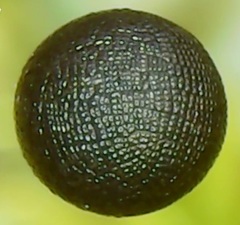 Fossombroniaceae
