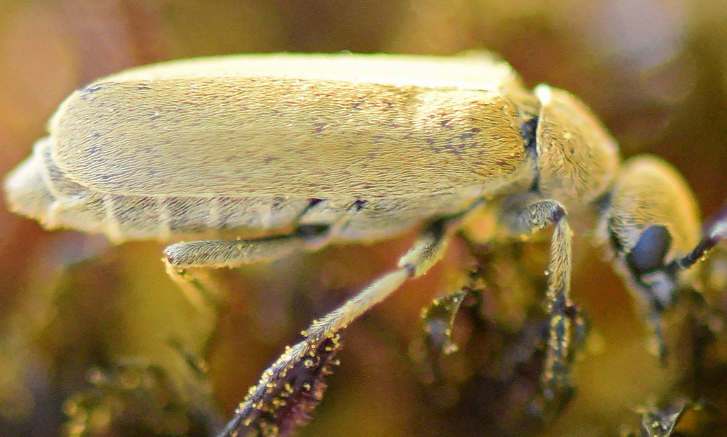 Epicauta atropos
