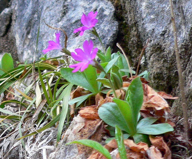 Primula kitaibeliana