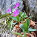 Primula kitaibeliana - Photo (c) Jurica Stosic, some rights reserved (CC BY-NC), uploaded by Jurica Stosic