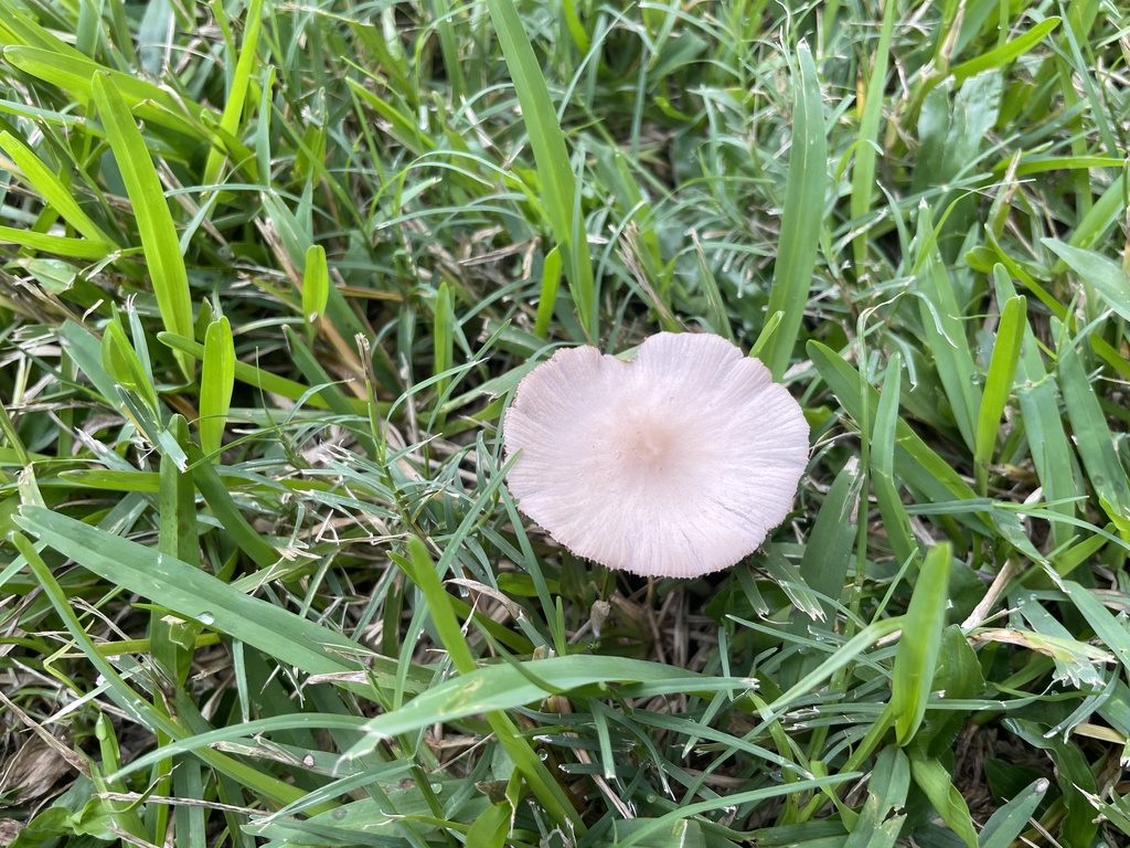 mushrooms, bracket fungi, puffballs, and allies from University of St ...