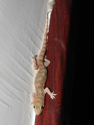 Oriental House Gecko