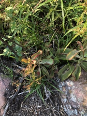 Kalanchoe sexangularis