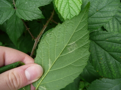 Rubus apricus
