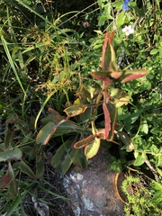 Kalanchoe sexangularis