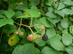 Rubus apricus